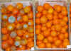 Mandarinen.jpg (246734 Byte)